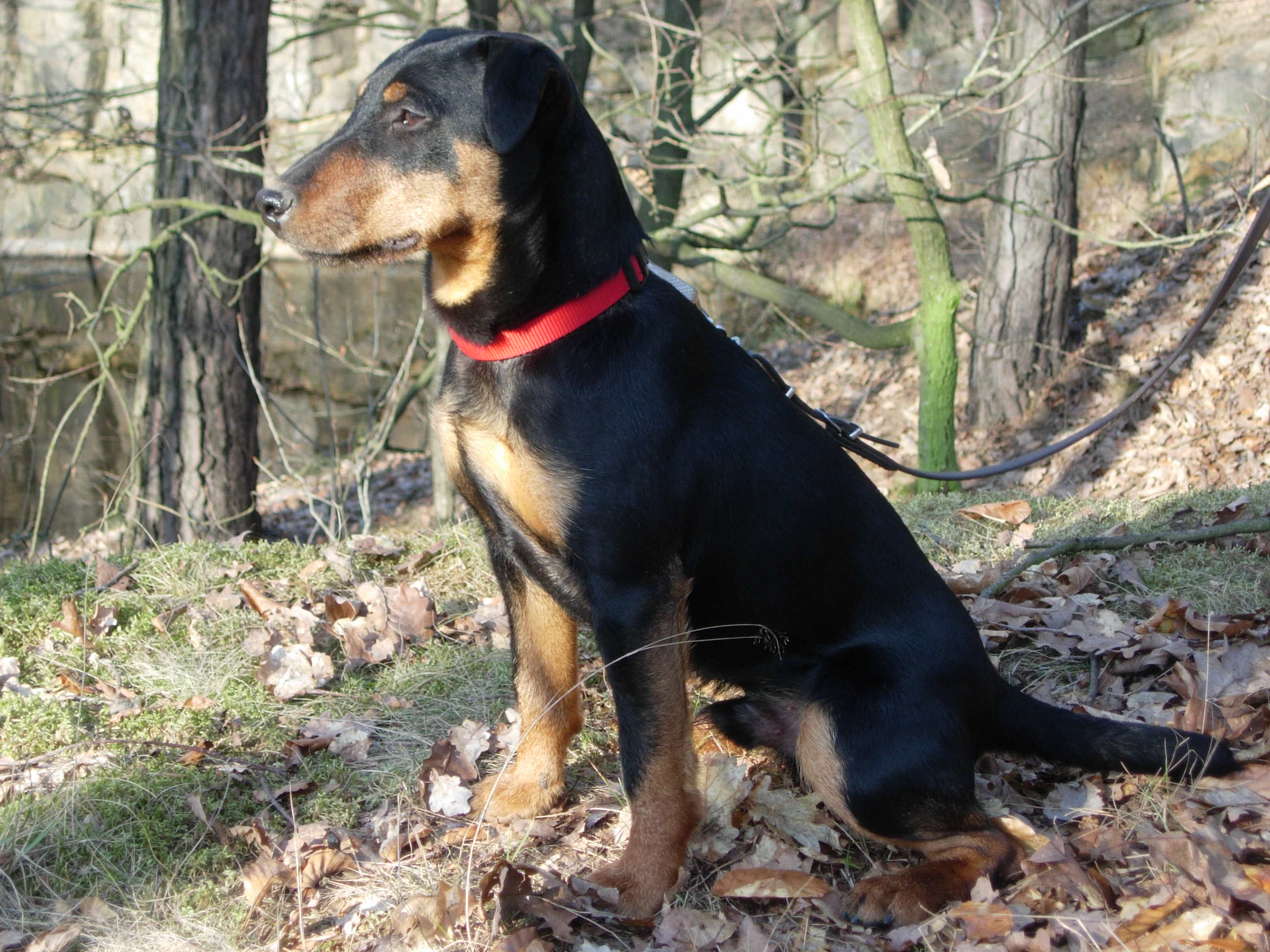 Unser Neuzugang im Team. Genannt "Tasko vom Wolfsgeheul", gew&ouml;lft am 16.07.2014 in der Oberlausitz.
Gut drei Monat war sein Talent nicht gehoben. Jetzt ist er in der Ausbildung und macht, weil er nicht dumm ist, gute Fortschritte. 
