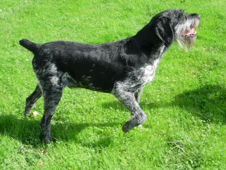 Wir trauern um unseren Deutsch Drahthaar-R&uuml;de "Sultan" vom B&ouml;ckenhagen". Gew&ouml;lft 1999, verstarb er im Alter von 16 Jahren im Januar 2015. Er war uns immer ein treuer, jagdlich passionierte Begleiter und Gute-Laune-Verbreiter. 